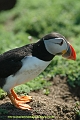 puffin, puffins, british-3